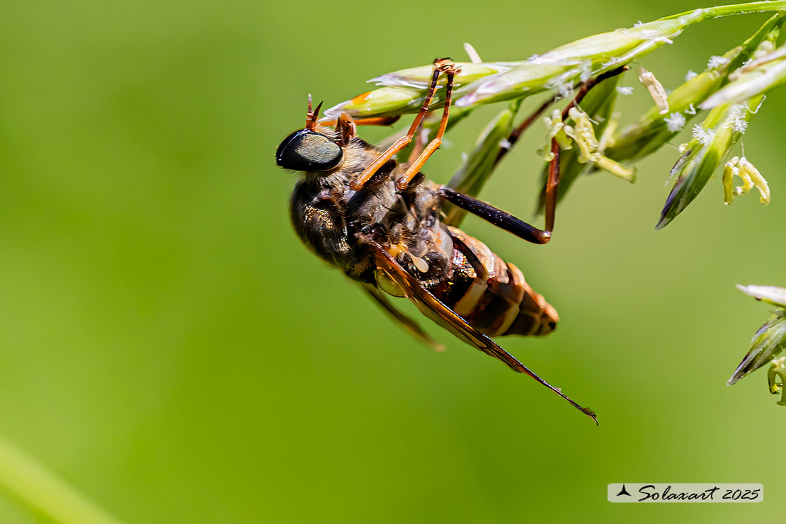 Coenomyia ferruginea